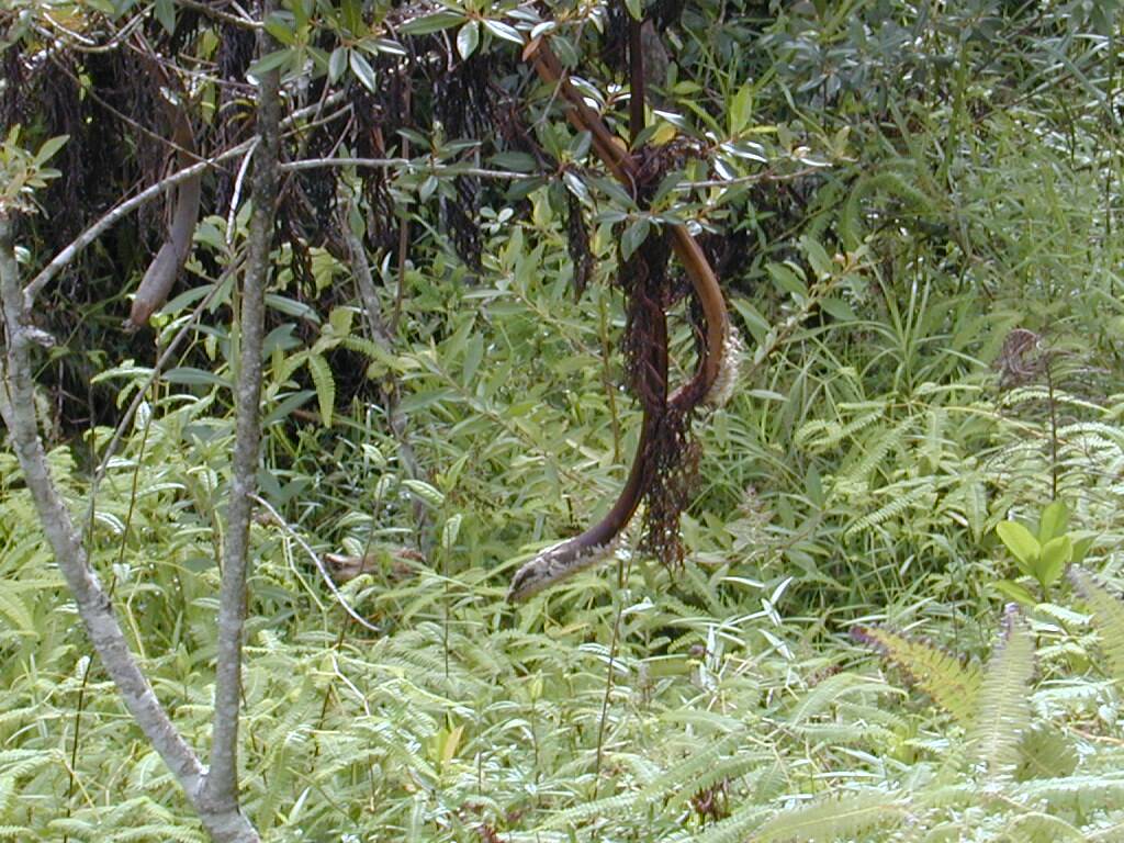 snake or wood.jpg